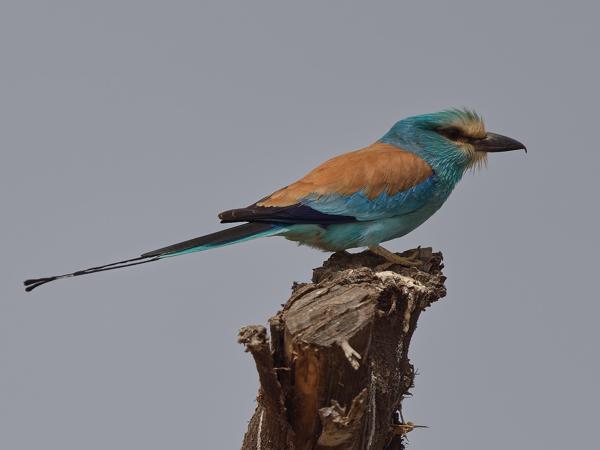 <h3><a href="/trips/gambia/biota/animalia/chordata/aves/037 coraciiformes/001 coraciidae/coracias abyssinicus/coracias abyssinicus-nl.html">Coracias&nbsp;abyssinicus</a> / Abyssinian&nbsp;roller / Sahelscharrelaar</h3>OM-1 Mark II met OLYMPUS M.150-400mm F4.5, 1/2000 sec  bij F4.5, ISO 200, afstand 11.2&nbsp;m